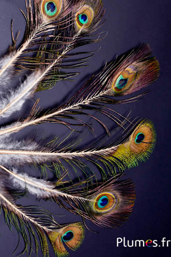 Pauw blauw miniatuur gouden schacht - 15-25 cm - natuurlijk